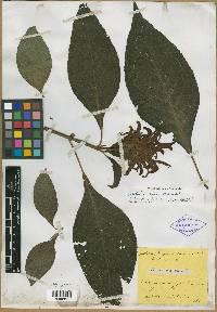 Poikilacanthus glandulosus image