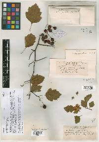 Crataegus straminea image