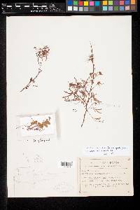 Calliandra humilis var. gentryana image