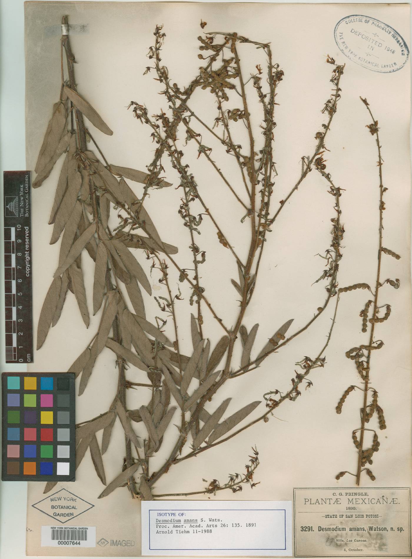 Desmodium hartwegianum image