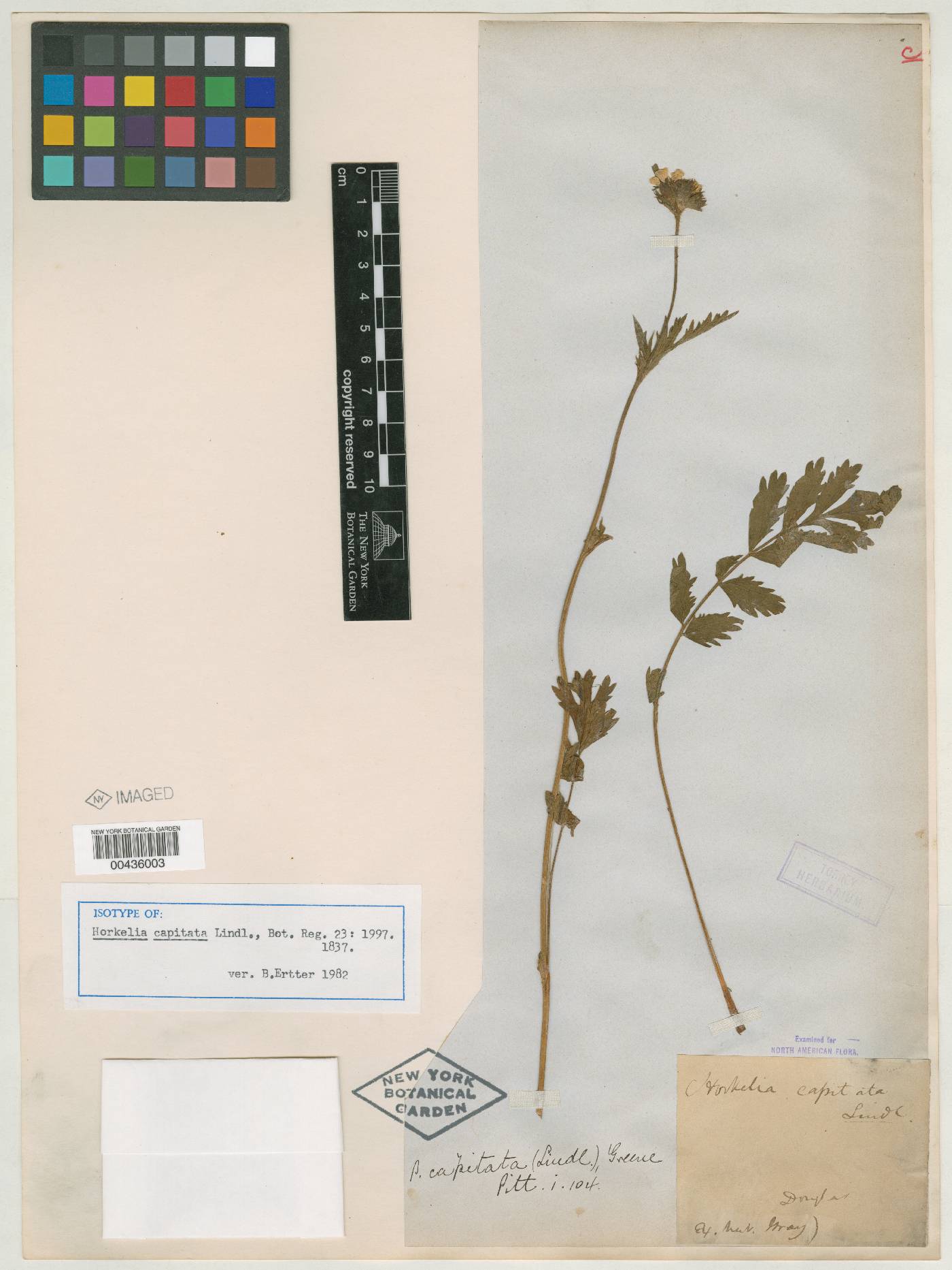 Horkelia capitata image