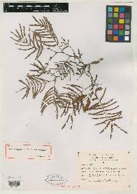 Calliandra humilis var. gentryana image