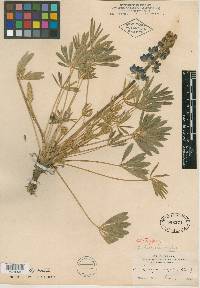 Lupinus hellerae image