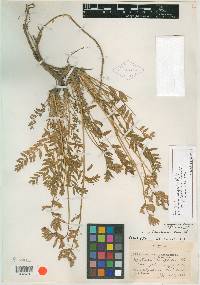 Oxytropis campestris var. johannensis image