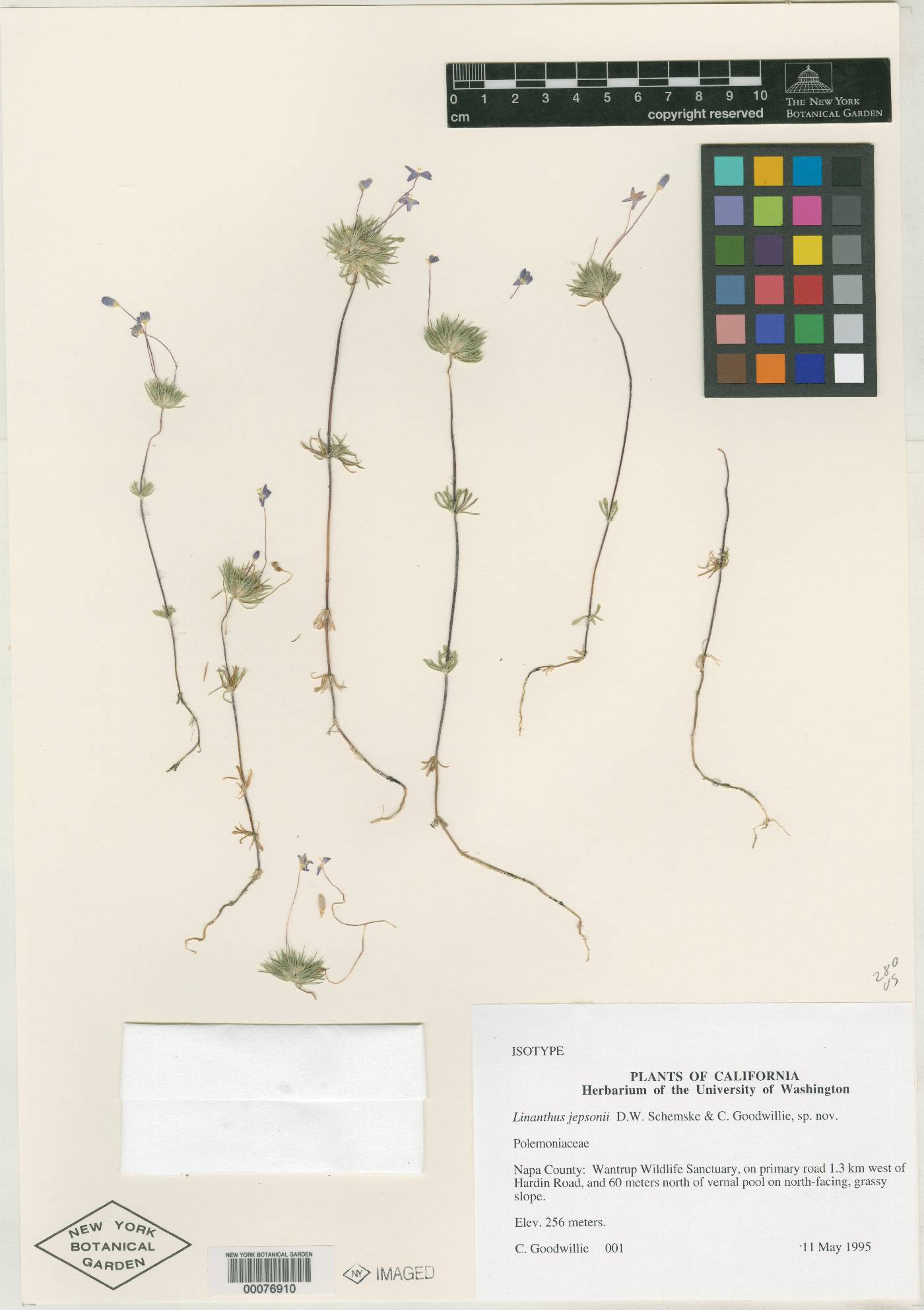 Linanthus jepsonii image