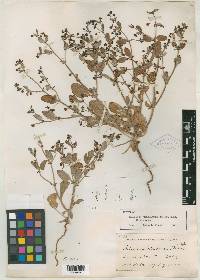 Eriogonum viridescens image