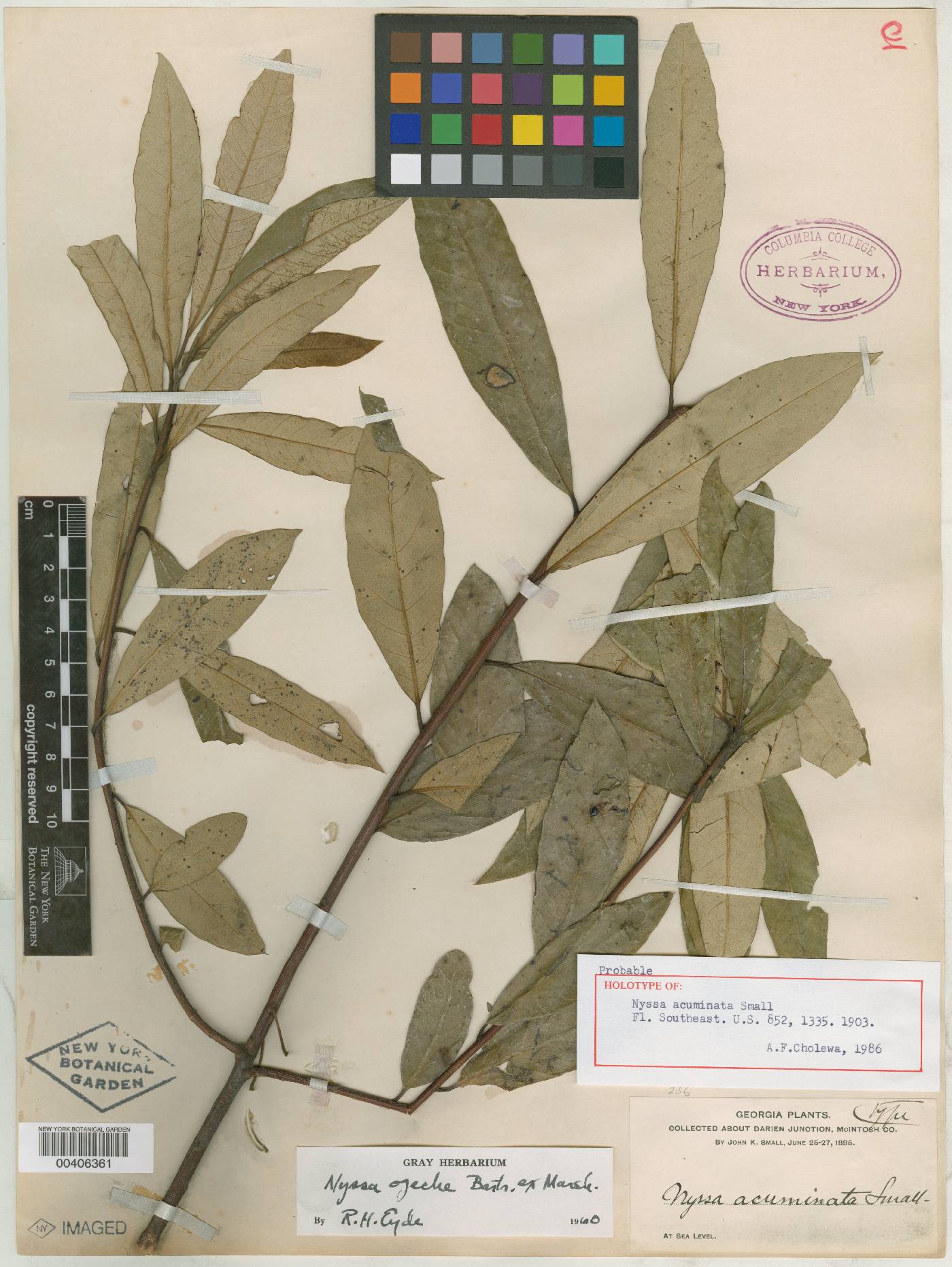 Nyssa acuminata image