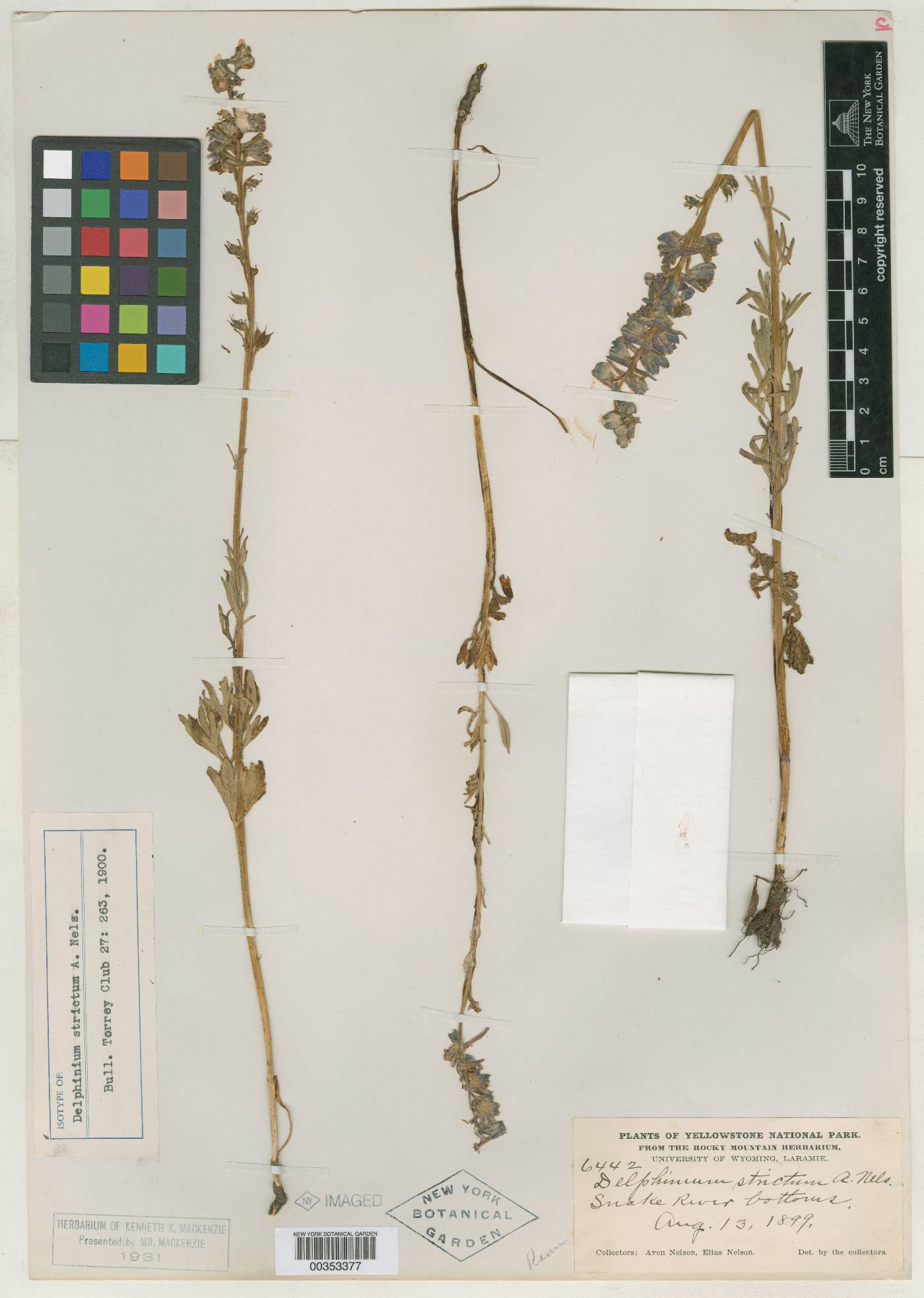 Delphinium strictum image