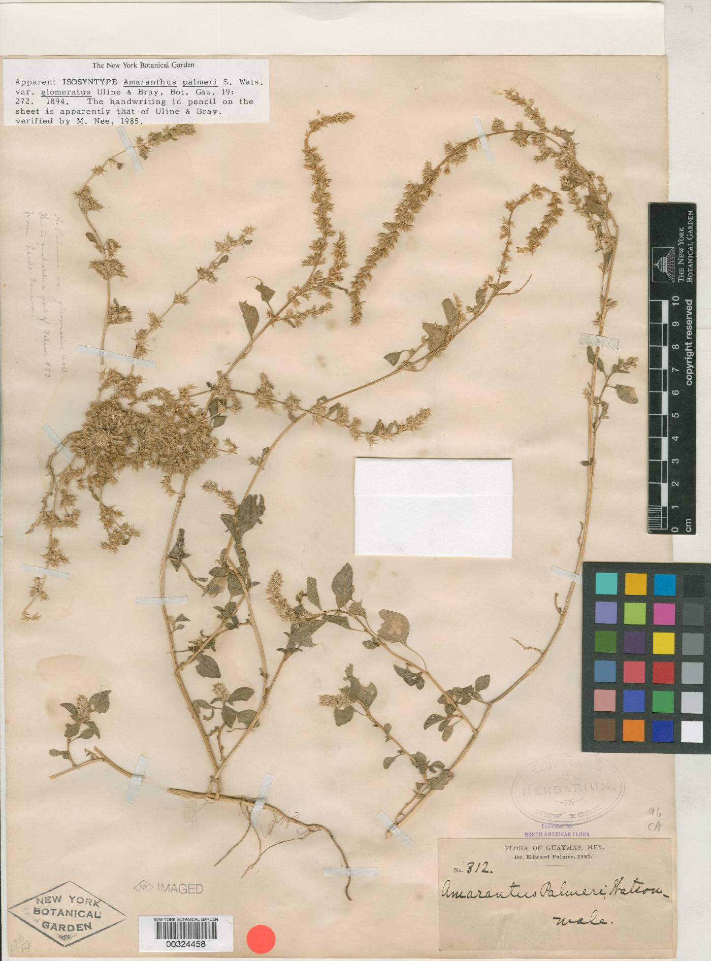 Amaranthus palmeri var. glomeratus image