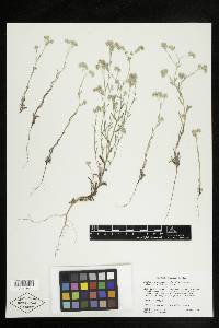 Cryptantha pterocarya image