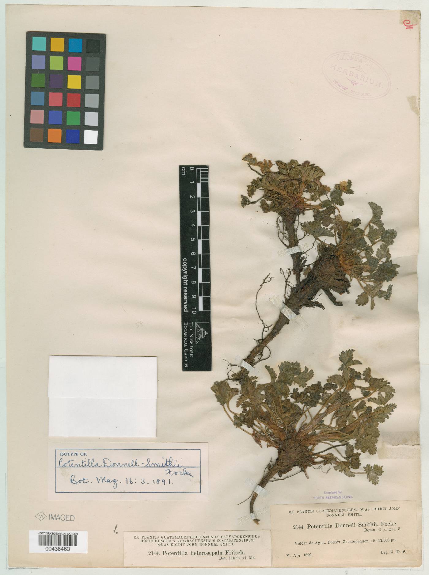 Potentilla heterosepala image