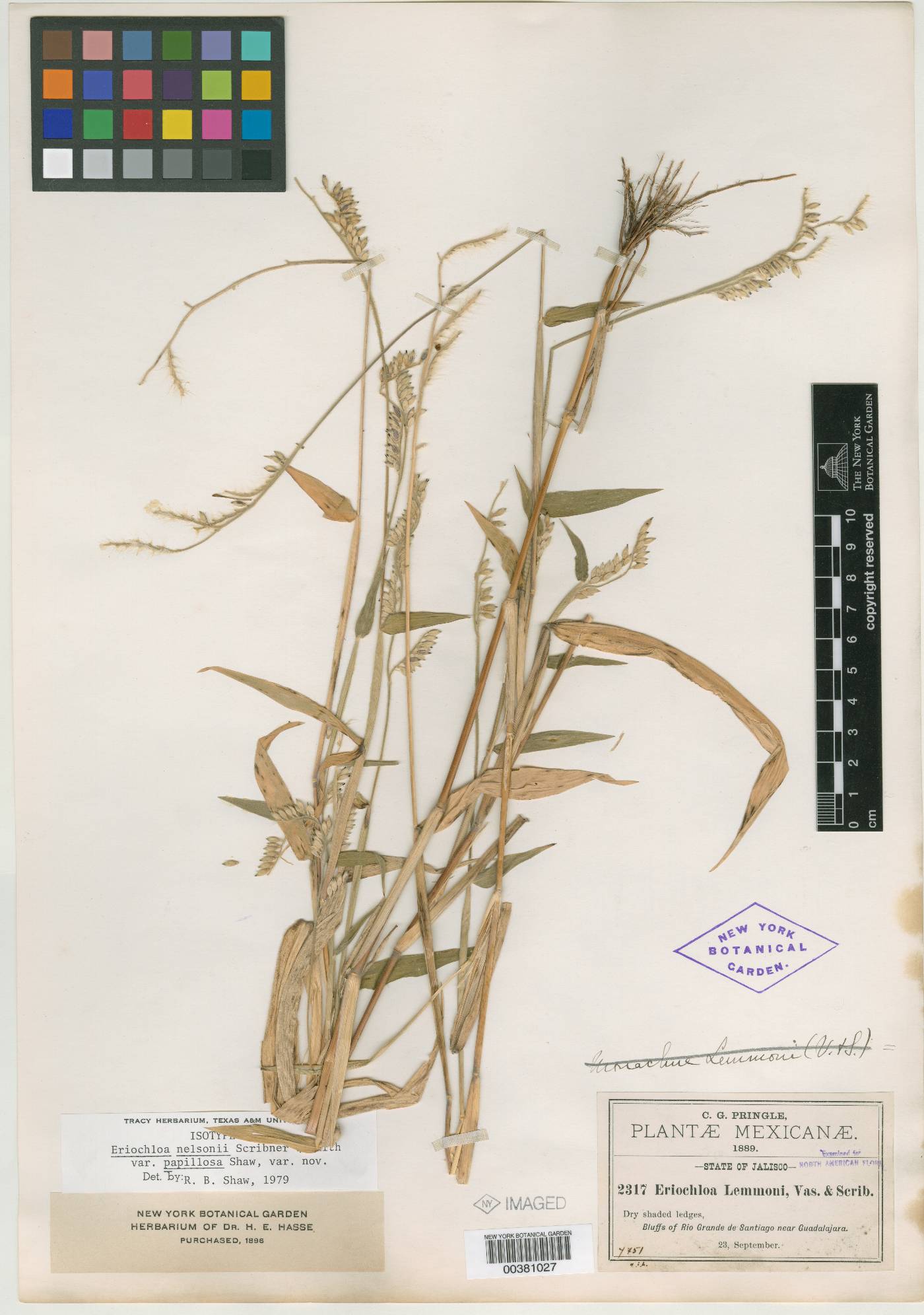 Eriochloa nelsonii image