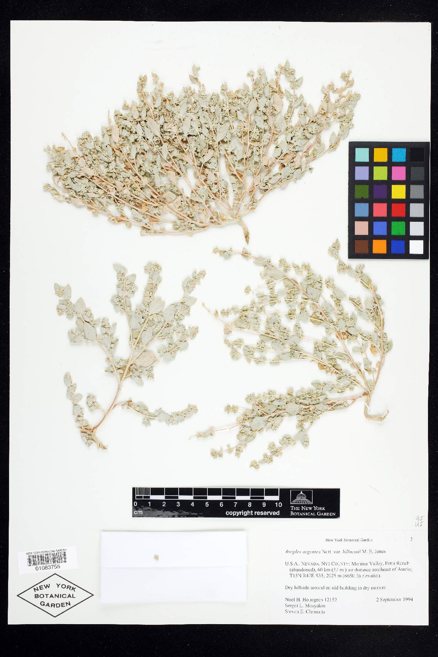 Atriplex argentea var. hillmanii image