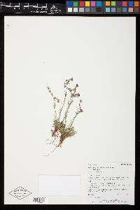 Penstemon laricifolius image