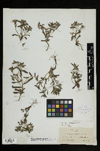 Sonnea hispida image