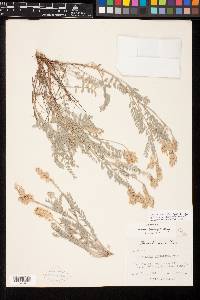 Astragalus spaldingii image