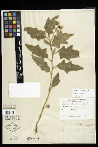 Image Associated With the Occurence
