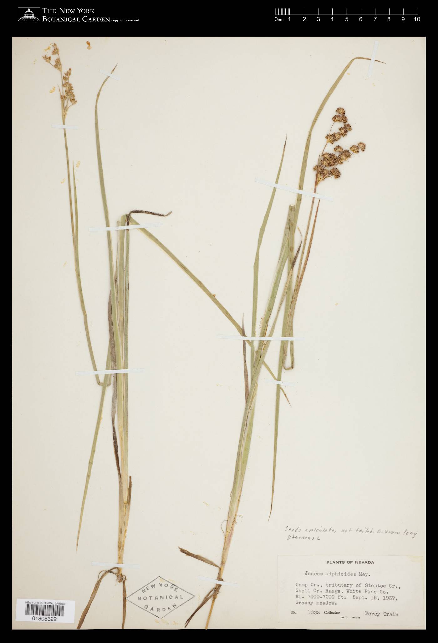 Juncus saximontanus image