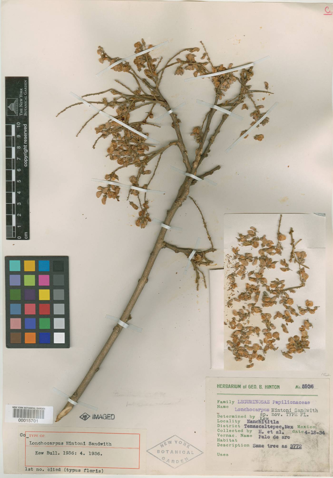 Lonchocarpus hintonii image