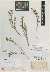 Scutellaria austinae image