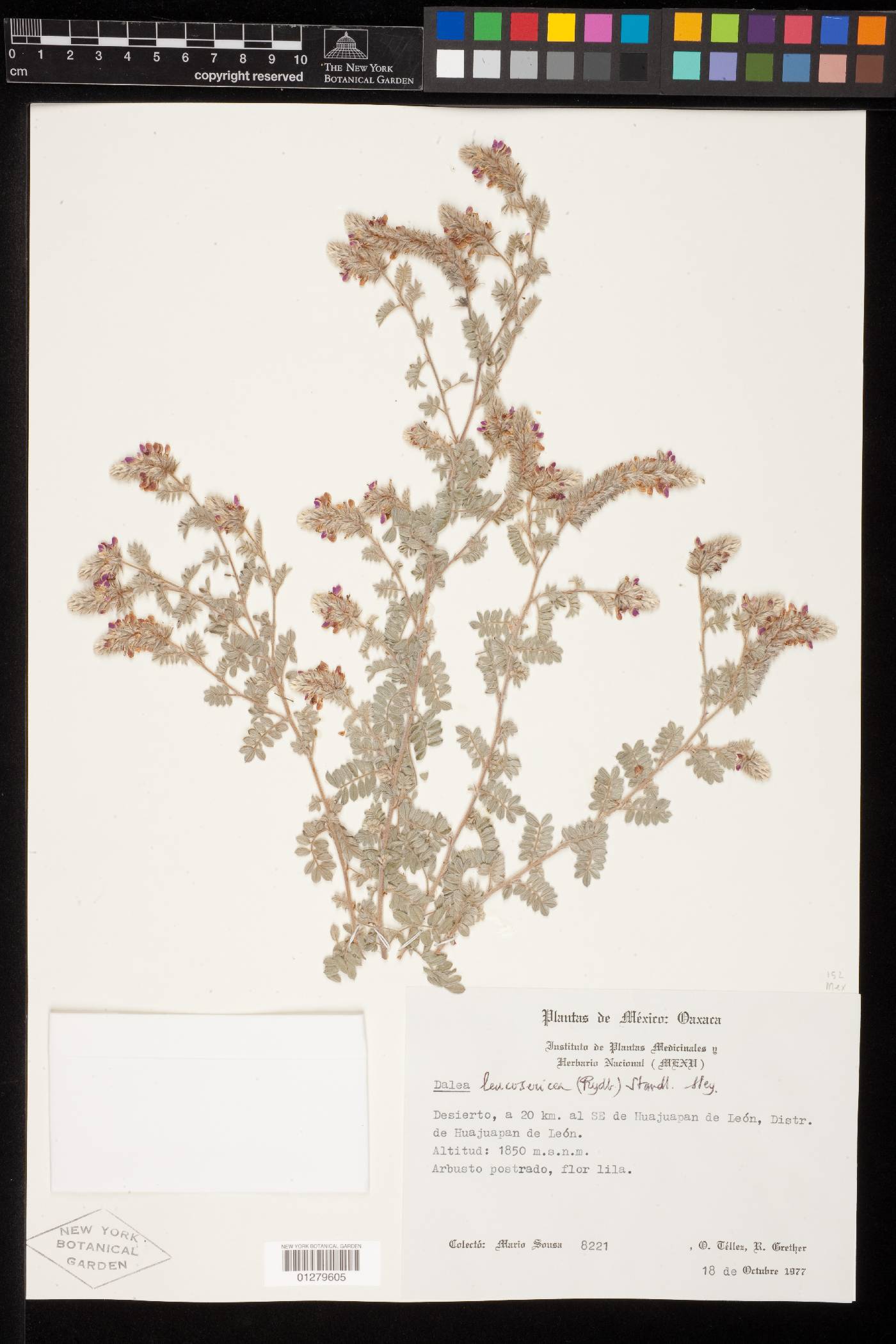 Dalea leucosericea image