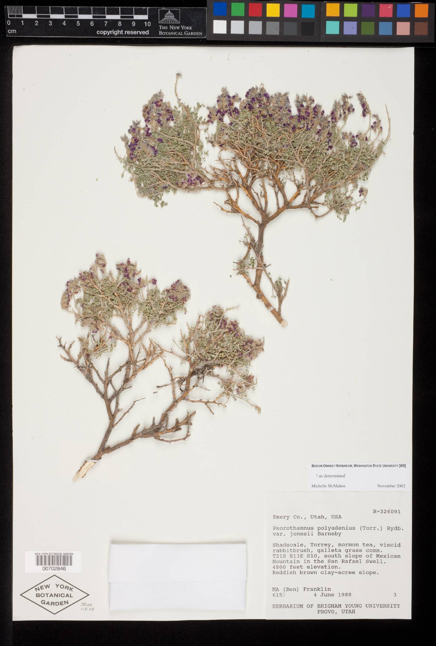 Psorothamnus polydenius var. jonesii image