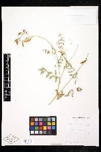 Astragalus robbinsii image