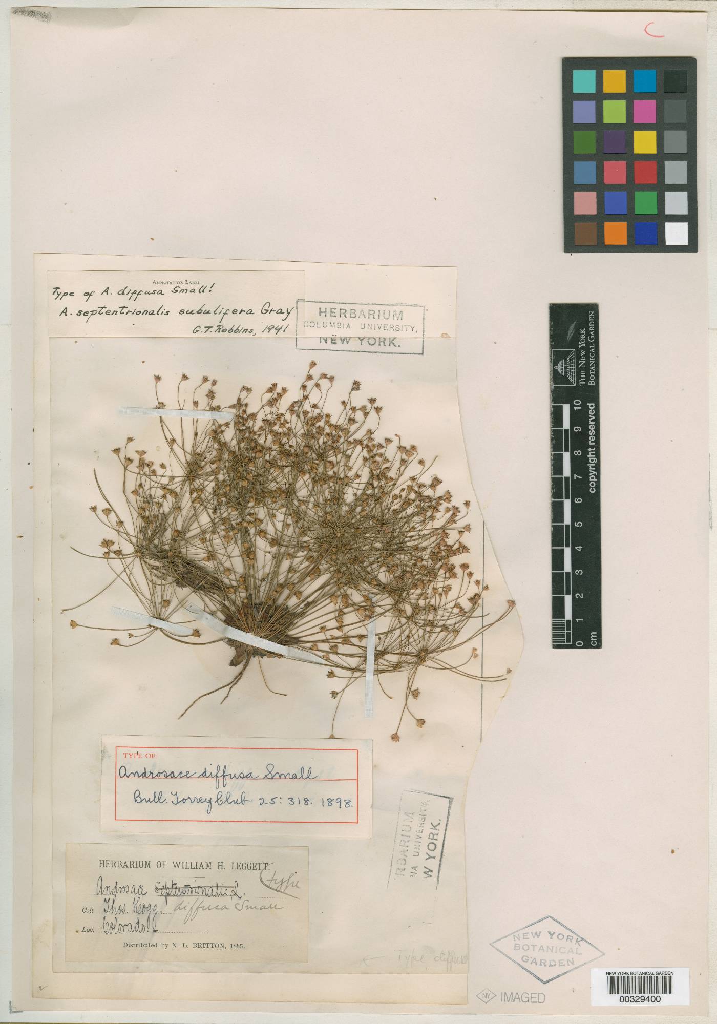 Androsace septentrionalis subsp. subulifera image