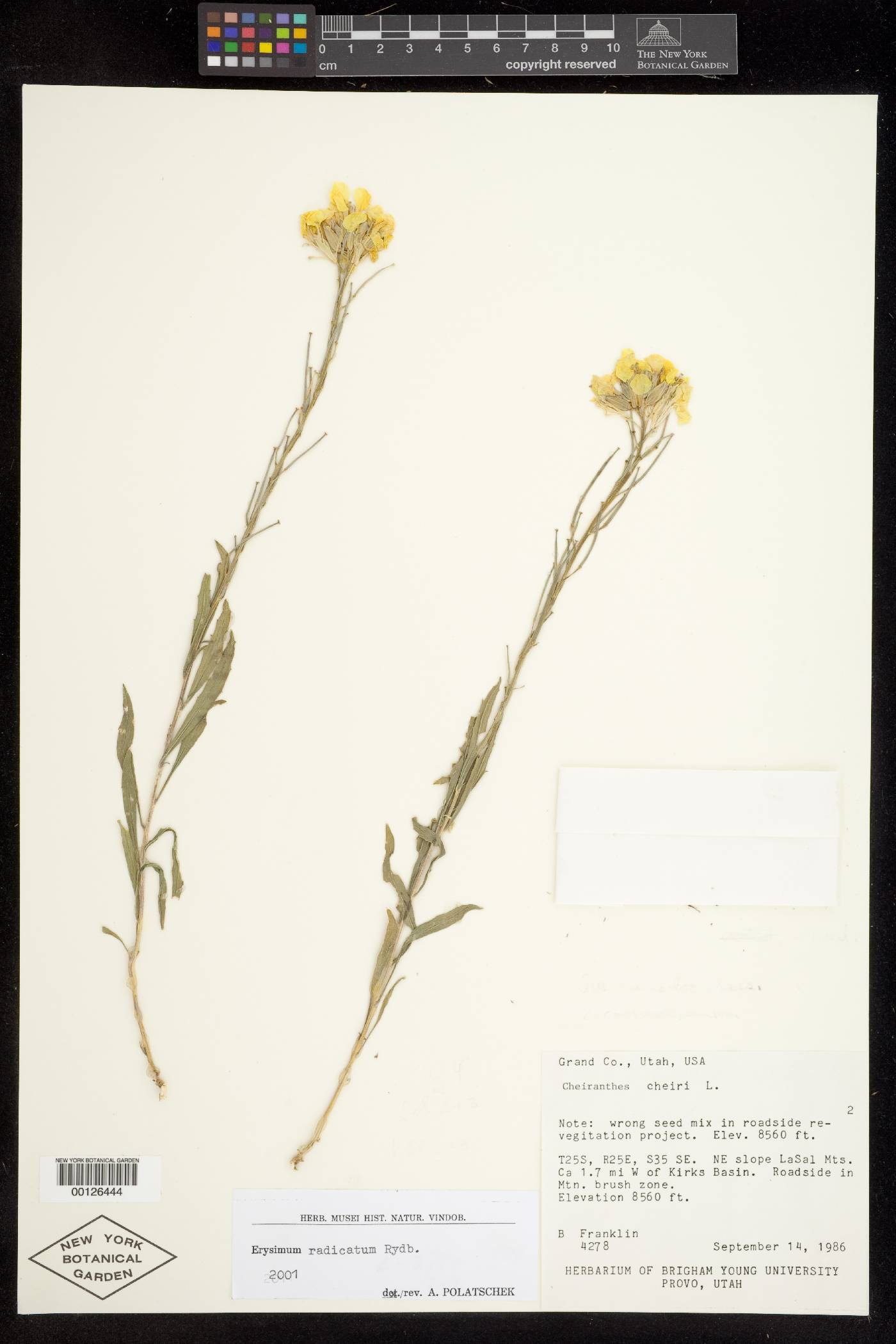 Erysimum radicatum image