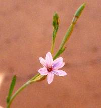 Eremothera chamaenerioides image