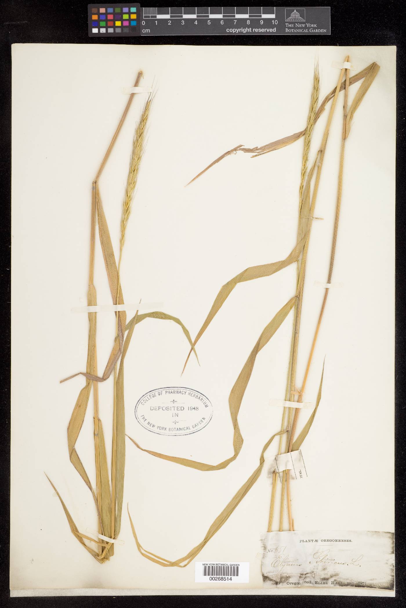 Elymus sibiricus image