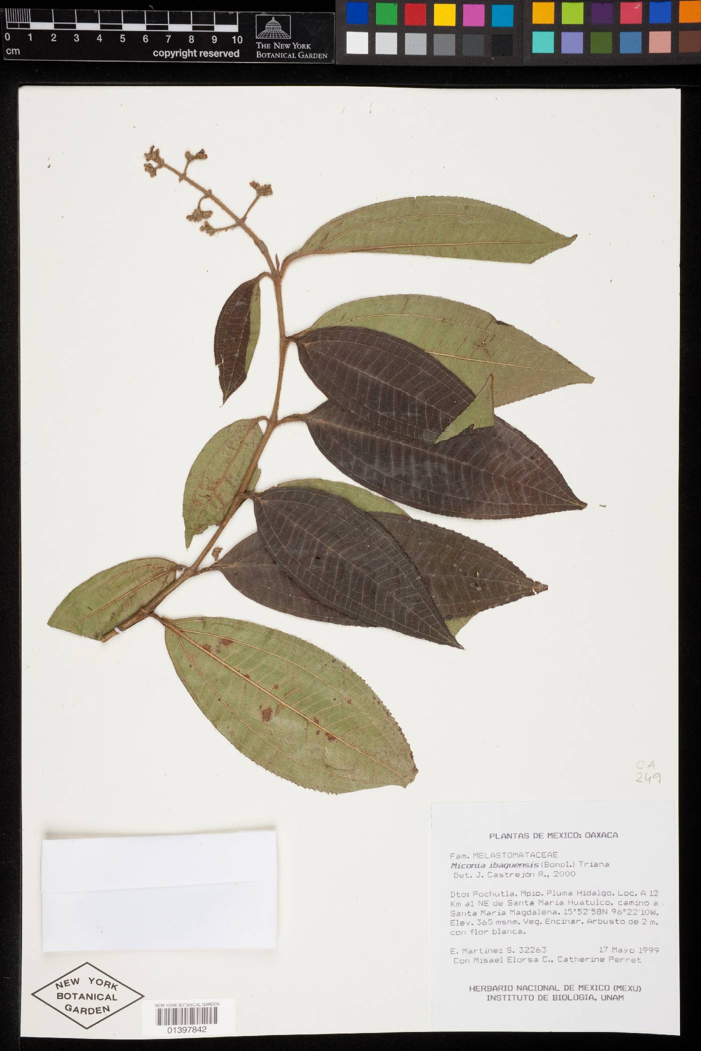 Miconia ibaguensis image