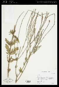 Verbena xutha image