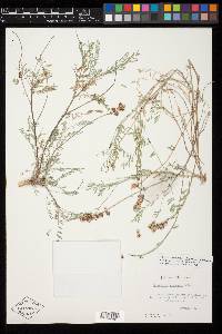 Astragalus diphacus image