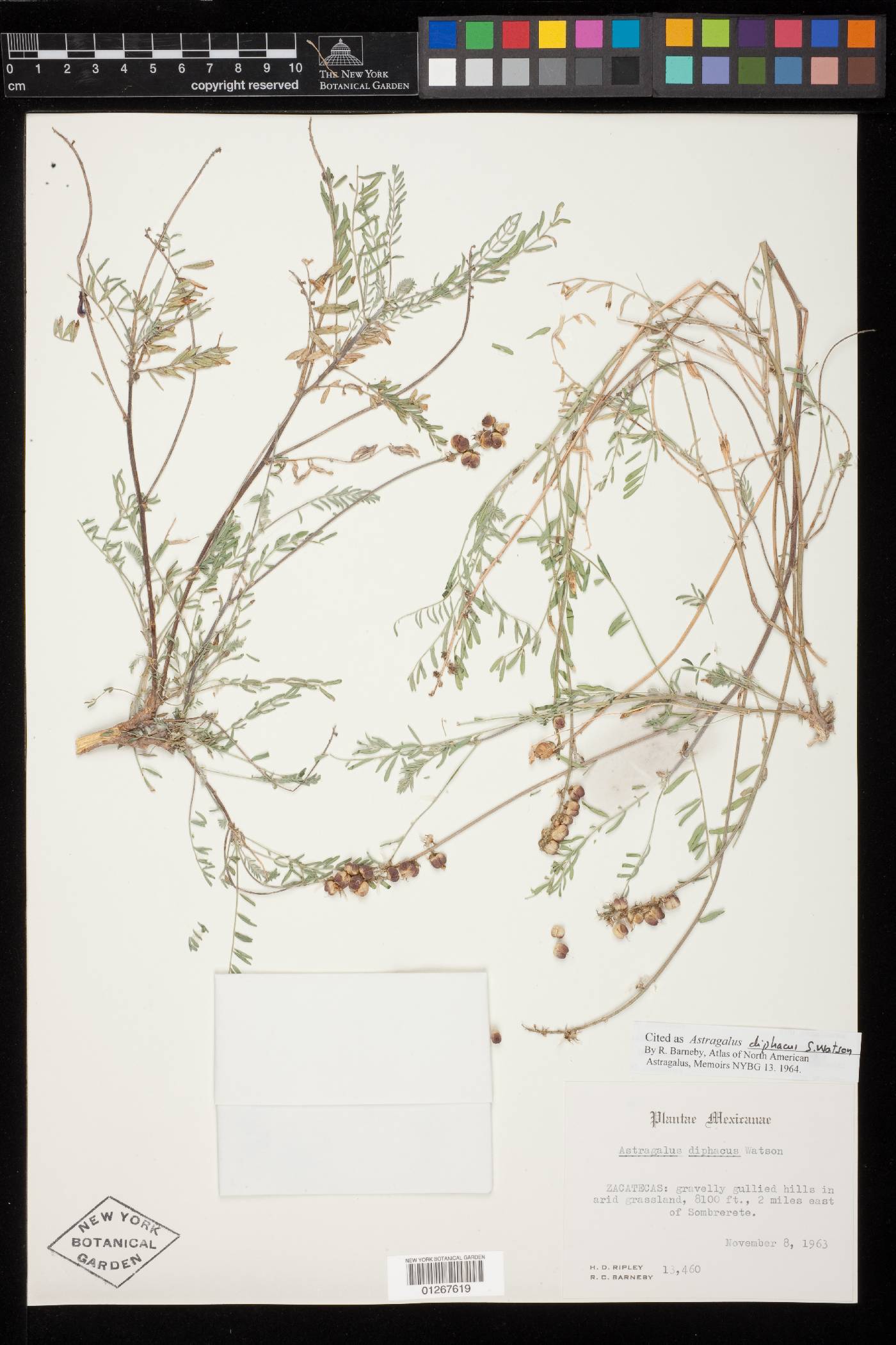 Astragalus diphacus image