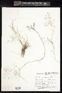 Muhlenbergia porteri image