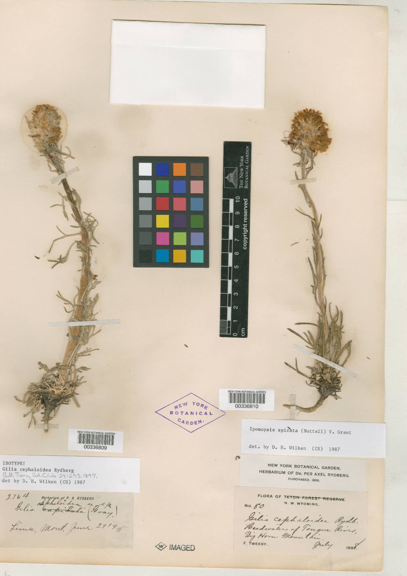Gilia cephaloidea image