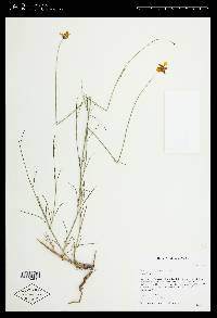 Thelesperma simplicifolium image