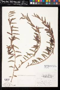 Chamaecrista nictitans var. patellaria image