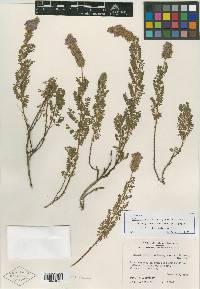 Dalea pinetorum var. anilantha image