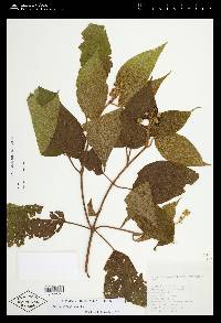 Miconia globulifera image
