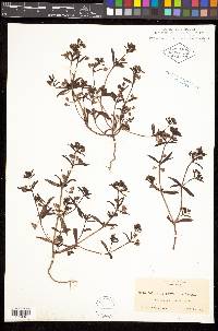 Collinsia parviflora image