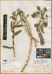 Thelypodium pallidum image