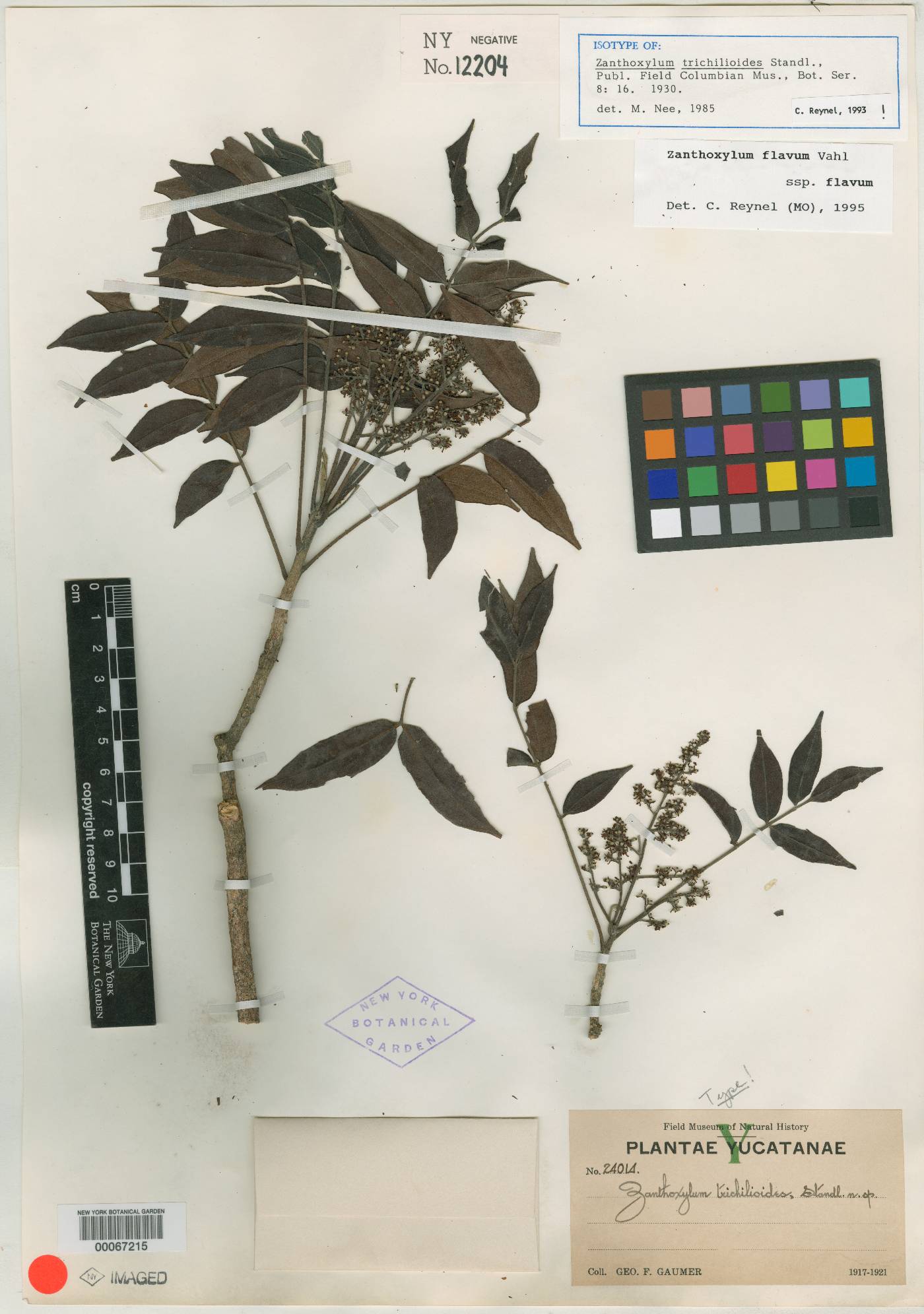 Zanthoxylum flavum image