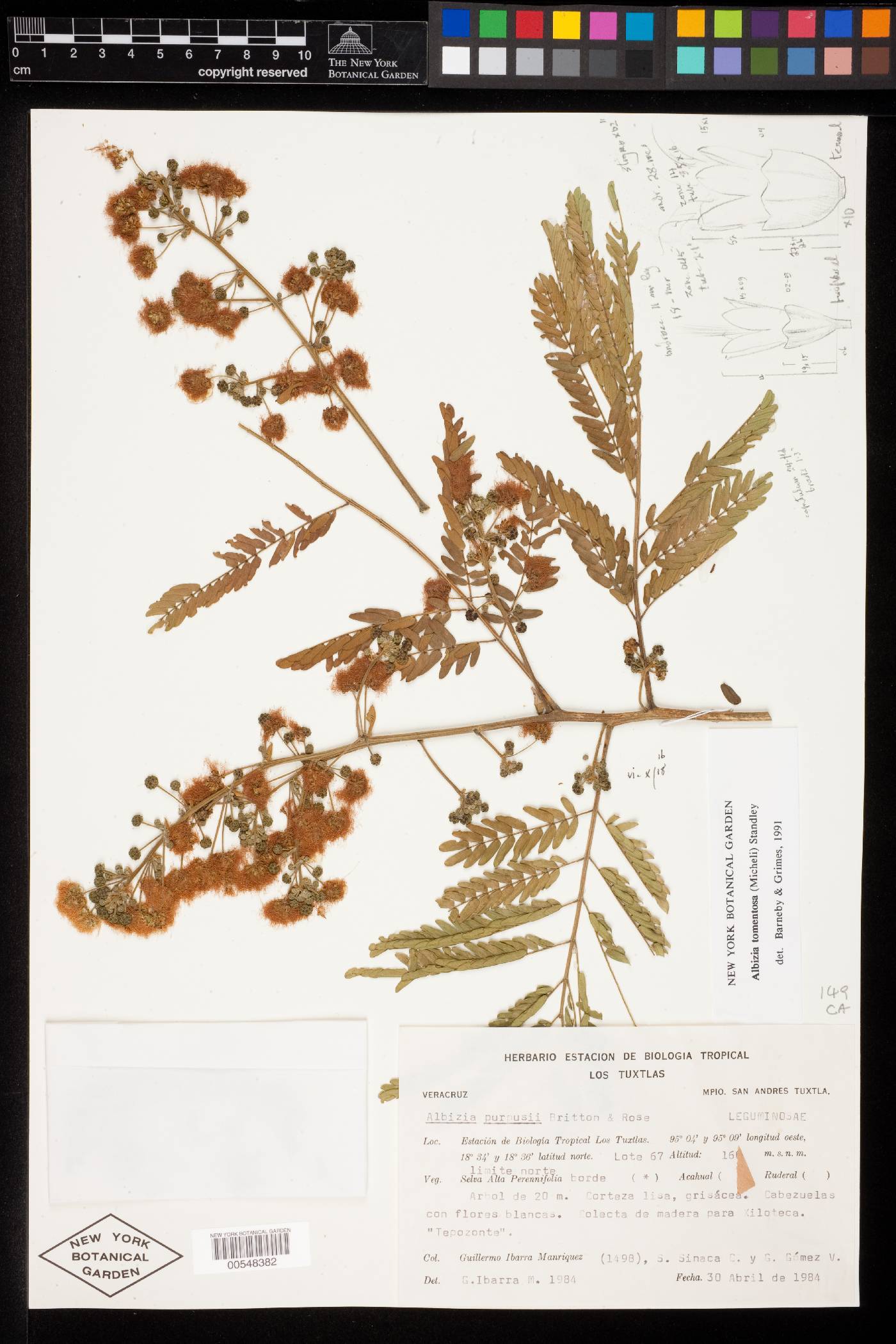 Albizia tomentosa image