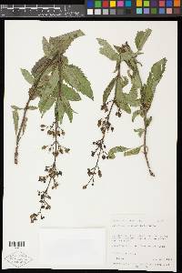 Scrophularia lanceolata image