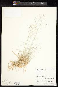 Muhlenbergia pungens image