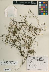 Pectis stenophylla var. gentryi image