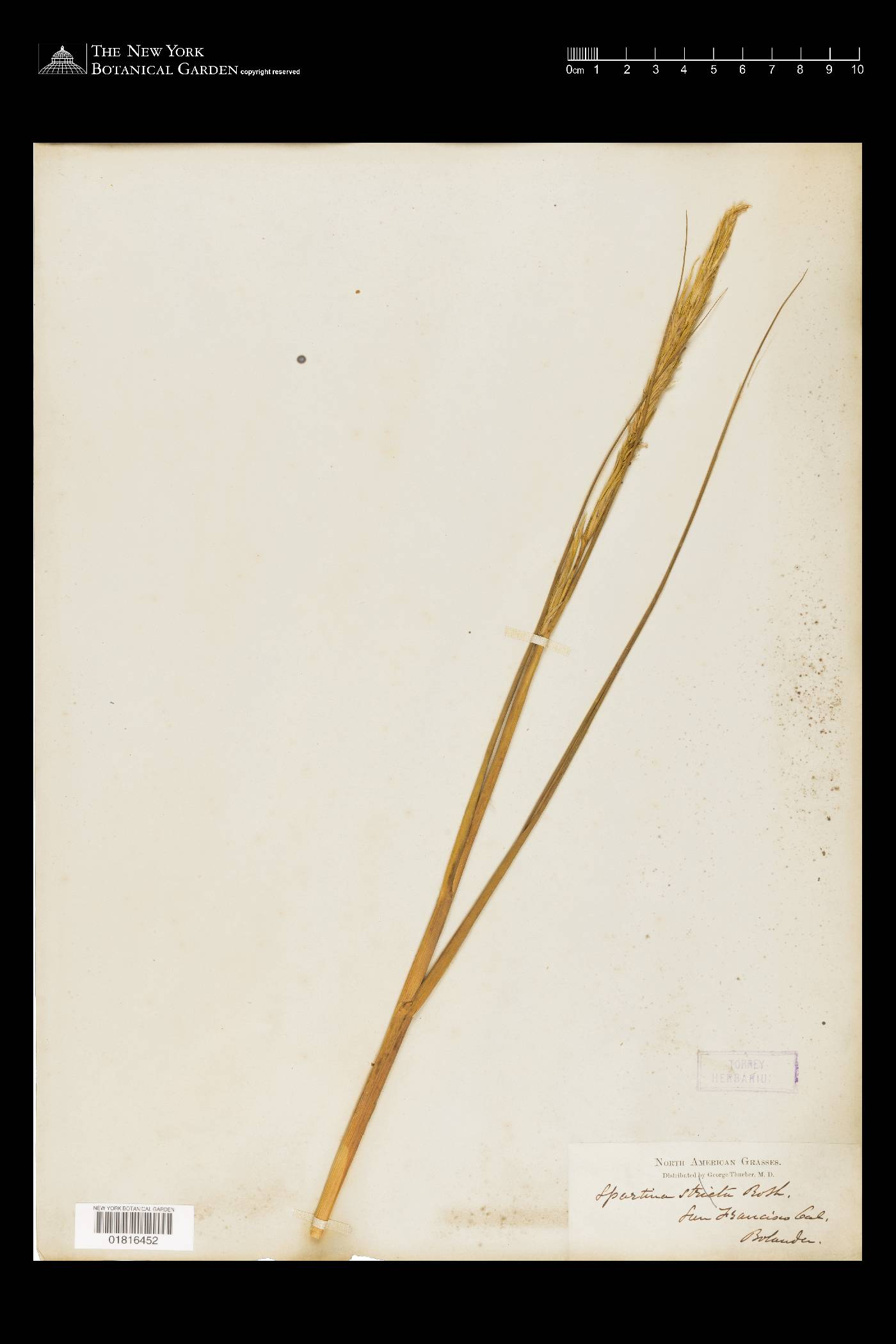 Spartina foliosa image