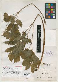 Actaea rubra image